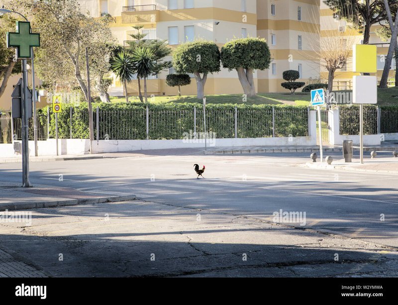 Descubre El MISTERIO De La Ruta Del Pollo En La Casino De España, chicken road game